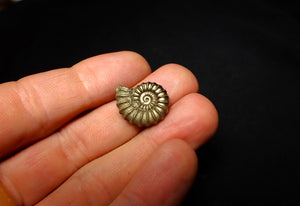 Promicroceras pyritosum ammonite (19 mm)