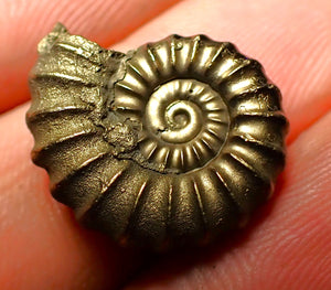 Promicroceras pyritosum ammonite (19 mm)