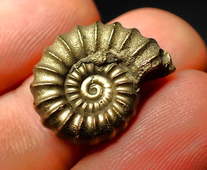 Promicroceras pyritosum ammonite (19 mm)