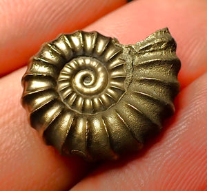 Promicroceras pyritosum ammonite (19 mm)