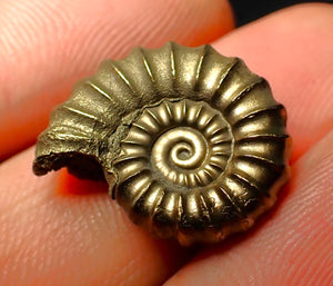 Promicroceras pyritosum ammonite (19 mm)