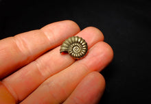 Load image into Gallery viewer, Promicroceras pyritosum ammonite (19 mm)
