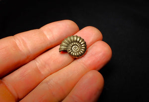 Promicroceras pyritosum ammonite (19 mm)