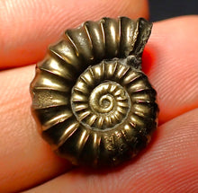 Load image into Gallery viewer, Promicroceras pyritosum ammonite (21 mm)
