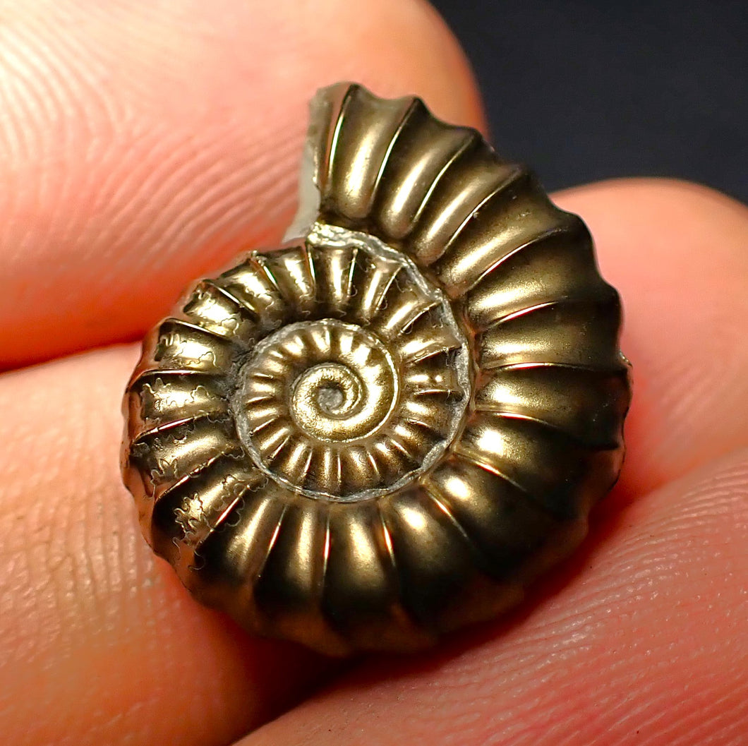 Promicroceras pyritosum ammonite (21 mm)