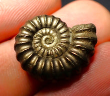 Load image into Gallery viewer, Promicroceras pyritosum ammonite (20 mm)
