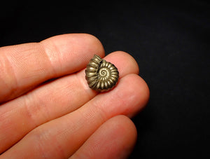 Unusual distorted Promicroceras pyritosum ammonite (17 mm)
