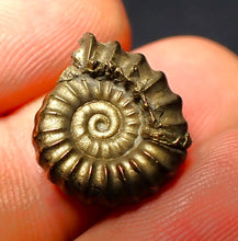 Load image into Gallery viewer, Unusual distorted Promicroceras pyritosum ammonite (17 mm)
