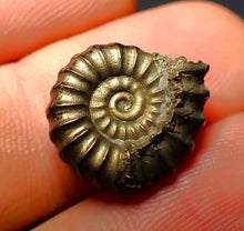 Load image into Gallery viewer, Unusual distorted Promicroceras pyritosum ammonite (17 mm)
