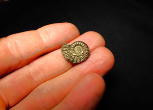 Promicroceras pyritosum ammonite (18 mm)