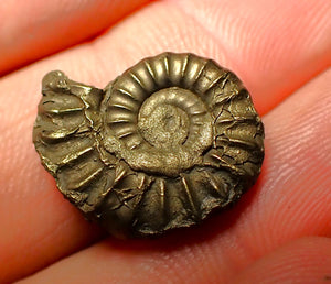 Promicroceras pyritosum ammonite (18 mm)