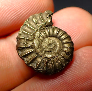 Promicroceras pyritosum ammonite (18 mm)