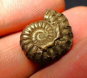 Promicroceras pyritosum ammonite (18 mm)