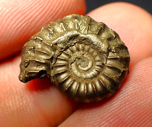 Promicroceras pyritosum ammonite (18 mm)