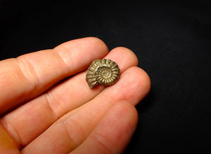 Promicroceras pyritosum ammonite (18 mm)