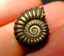 Load image into Gallery viewer, Promicroceras pyritosum ammonite (16 mm)
