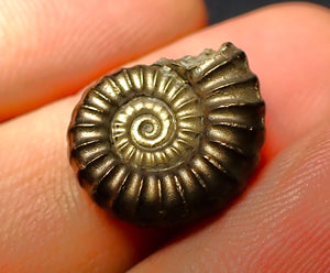 Promicroceras pyritosum ammonite (16 mm)