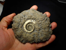 Load image into Gallery viewer, Huge Crucilobiceras pyrite ammonite fossil (112 mm)
