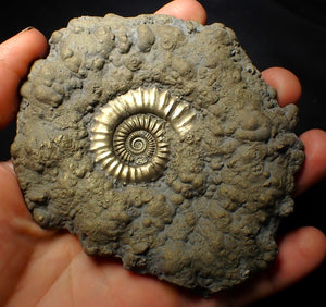 Huge Crucilobiceras pyrite ammonite fossil (112 mm)