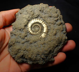 Huge Crucilobiceras pyrite ammonite fossil (112 mm)