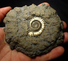 Load image into Gallery viewer, Huge Crucilobiceras pyrite ammonite fossil (112 mm)
