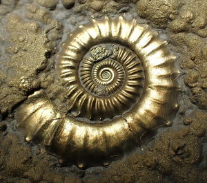 Huge Crucilobiceras pyrite ammonite fossil (112 mm)