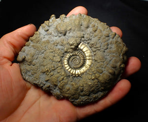 Huge Crucilobiceras pyrite ammonite fossil (112 mm)