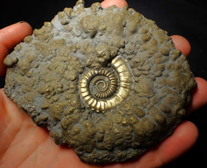 Huge Crucilobiceras pyrite ammonite fossil (112 mm)