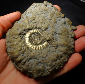 Huge Crucilobiceras pyrite ammonite fossil (112 mm)