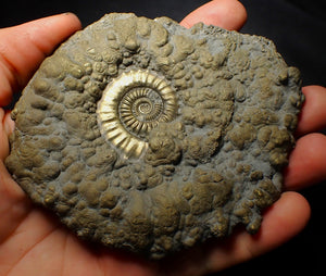 Huge Crucilobiceras pyrite ammonite fossil (112 mm)