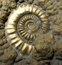 Load image into Gallery viewer, Huge Crucilobiceras pyrite ammonite fossil (112 mm)
