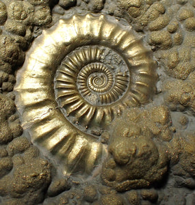 Huge Crucilobiceras pyrite ammonite fossil (112 mm)