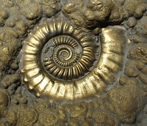 Huge Crucilobiceras pyrite ammonite fossil (112 mm)