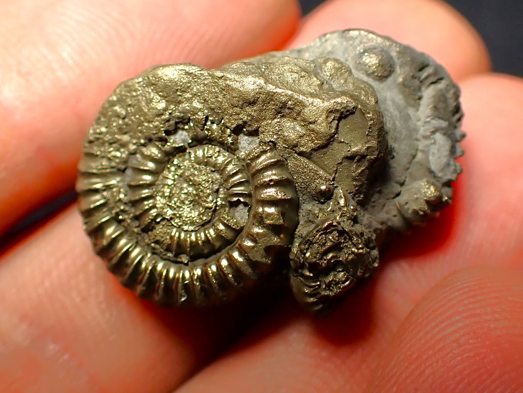Pyrite multi-ammonite fossil (28 mm)