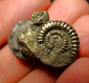 Pyrite multi-ammonite fossil (28 mm)