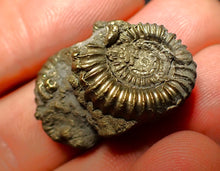 Load image into Gallery viewer, Pyrite multi-ammonite fossil (28 mm)
