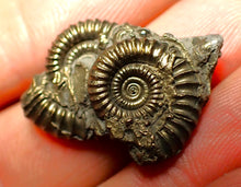 Load image into Gallery viewer, Pyrite multi-ammonite fossil (26 mm)
