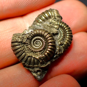 Pyrite multi-ammonite fossil (26 mm)
