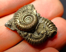 Load image into Gallery viewer, Pyrite multi-ammonite fossil (26 mm)
