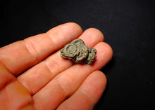 Load image into Gallery viewer, Pyrite multi-ammonite fossil (27 mm)
