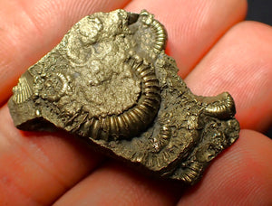 Pyrite multi-ammonite fossil (35 mm)