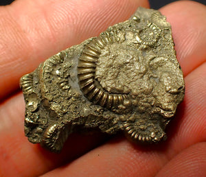 Pyrite multi-ammonite fossil (35 mm)
