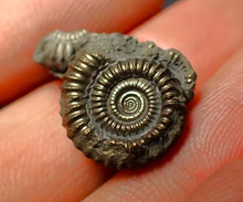 Load image into Gallery viewer, Pyrite multi-ammonite fossil (21 mm)
