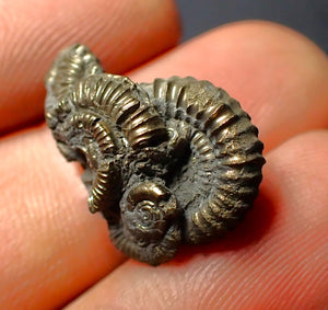 Pyrite multi-ammonite fossil (21 mm)