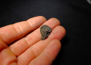 Pyrite multi-ammonite fossil (21 mm)