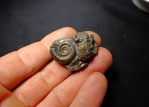 Pyrite multi-ammonite fossil (34 mm)