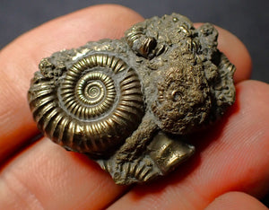 Pyrite multi-ammonite fossil (34 mm)