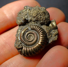 Load image into Gallery viewer, Pyrite multi-ammonite fossil (34 mm)
