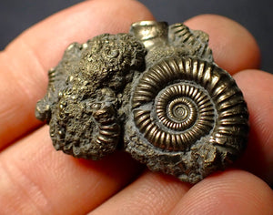 Pyrite multi-ammonite fossil (34 mm)