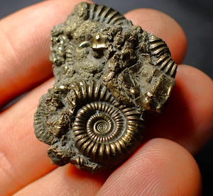 Pyrite multi-ammonite fossil (34 mm)